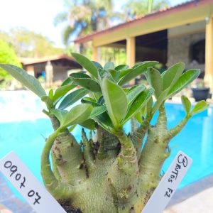 0907 07 Arabicum Brutos F2 12 Meses