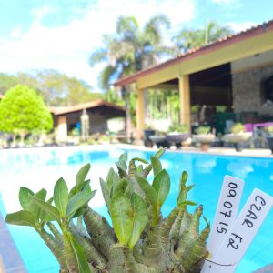 0907 15 Arabicum Czar F2 12 Meses