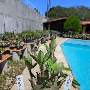 0907 26 Arabicum Tyson F2 12 Meses