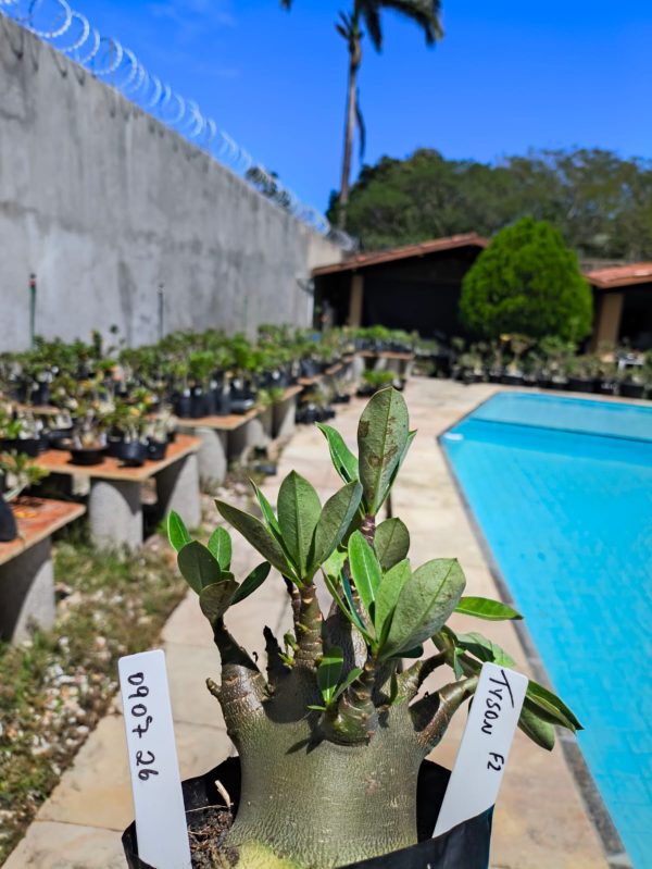 0907 26 Arabicum Tyson F2 12 Meses
