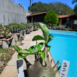 0907 36 Arabicum Tunora F2 12 Meses