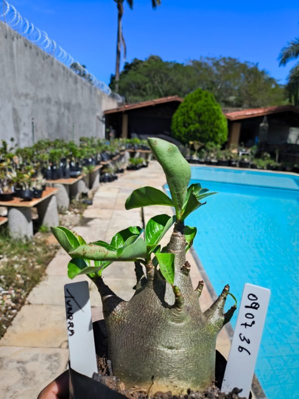 0907 36 Arabicum Tunora F2 12 Meses