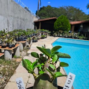 0907 37 Arabicum  Bizão F2 12 Meses