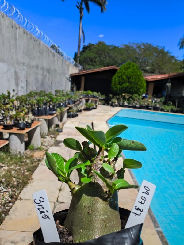 0907 37 Arabicum  Bizão F2 12 Meses
