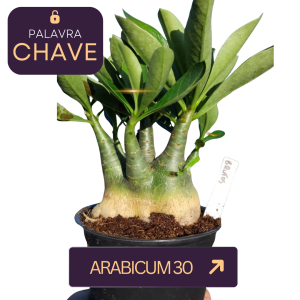 Arabicum Identificada (ARABICUM30)
