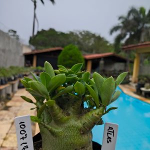 1007 17 Arabicum  Atlas F2 12 Meses