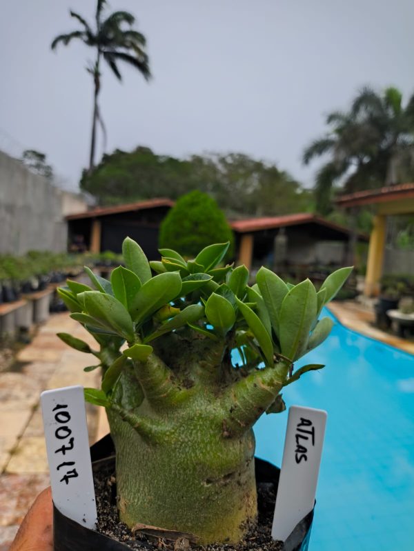 1007 17 Arabicum  Atlas F2 12 Meses