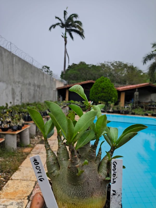 1007 16 Arabicum  Godzilla F2 12 Meses