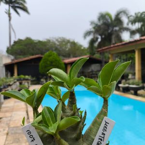 1007 15 Arabicum  Megatron F2 12 Meses