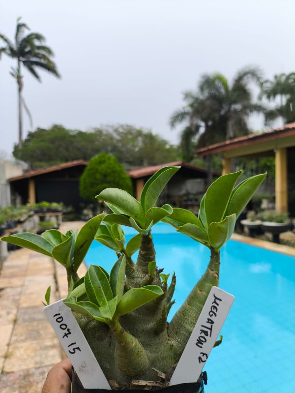 1007 15 Arabicum  Megatron F2 12 Meses