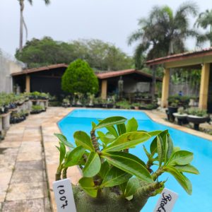 1007 13 Arabicum  Braquiossauro F2 12 Meses