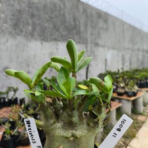 1007 11 Arabicum  Maximus F2 12 Meses
