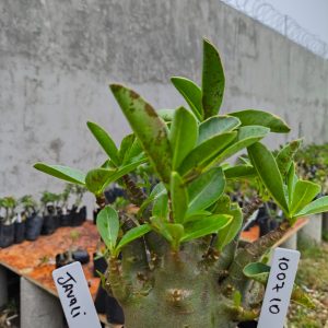 1007 10 Arabicum  Javali F2 12 Meses