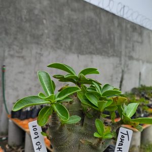 1007 07 Arabicum Tomahakw F2 12 Meses