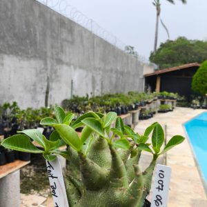 1007 06 Arabicum Fait Boy F2 12 Meses