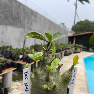 1007 04 Arabicum King Kong F2 12 Meses