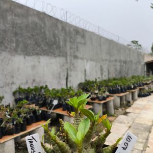 1007 03 Arabicum Tanos F2 12 Meses