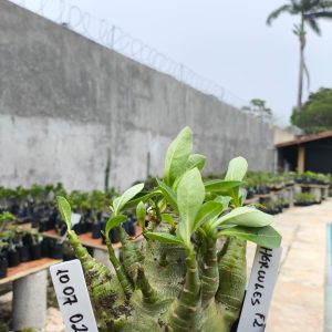 1007 02 Arabicum Hercúles F2 12 Meses