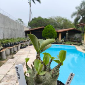 1007 01 Arabicum Ironhide F2 12 Meses