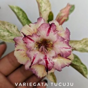 Baby - Rosa do Deserto Tucuju