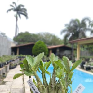 1007 24 Arabicum Megazord F2 12 Meses