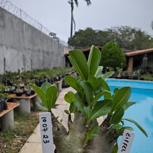 1007 23 Arabicum Eiffel F2 12 Meses