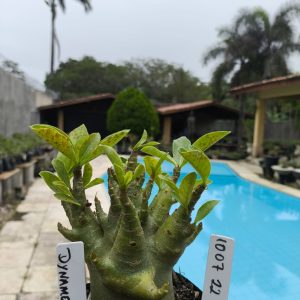 1007 22 Arabicum Dynamo F2 12 Meses