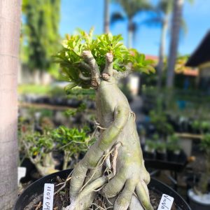 1107 04  Baobá Viuva Negra dobrada