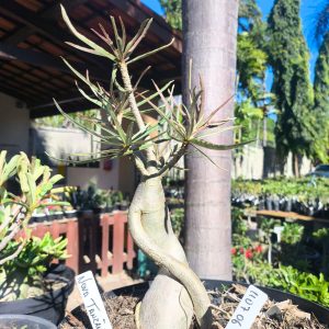 1107 06 Baobá Nova Tanzania de semente