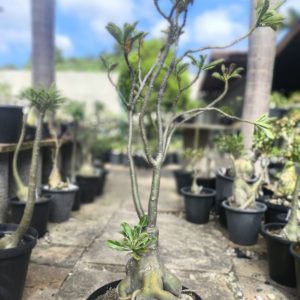 1107 08 Baobá Id misterioso