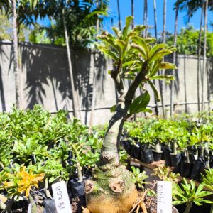 1107 31 big caudex Chibi maruko
