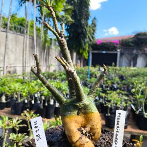 1107 25 big Caudex Ferrari Caudex Arabium