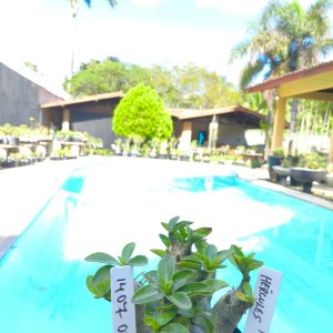 1407 08 Arabicum Hercúles F2 12 Meses