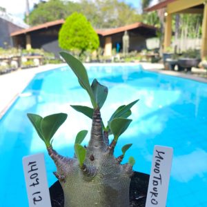 1407 12 Arabicum Minotauro F2 12 Meses