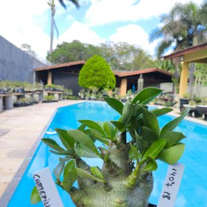 1407 18 Arabicum Cattepiler F2 12 Meses