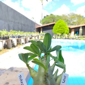 1407 20 Arabicum Torpedo F2 12 Meses
