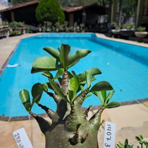 1407 31 Arabicum Ironhide F2 12 Meses