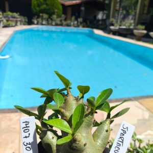 1407 30 Arabicum Spartacus F2 12 Meses