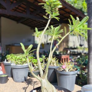 1507 02 Baoba Surprise