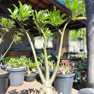 1507 04 Baoba Surprise