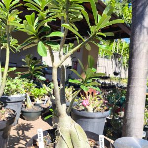 1507 03 Baoba Surprise