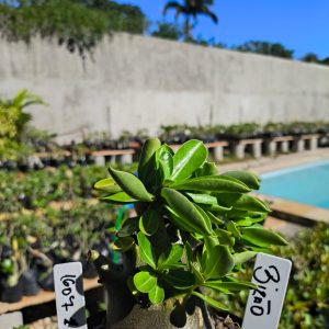 1607 19 Arabicum Bizão F2 12 Meses