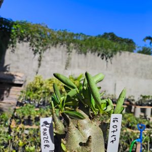 1607 17 Arabicum Panzer F2 12 Meses