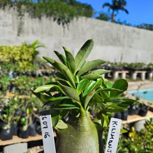 1607 16 Arabicum Kilimanjaro F2 12 Meses