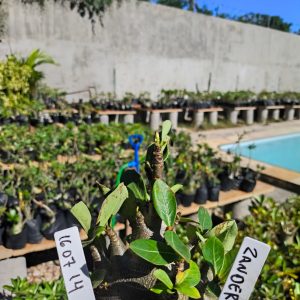 1607 14 Arabicum Zander F2 12 Meses