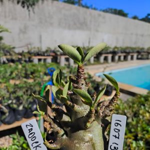 1607 13 Arabicum Zadock F2 12 Meses