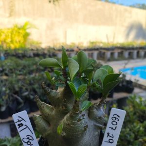 1607 29 Arabicum Fat Boy F2 12 Meses