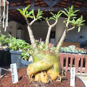 1801 03 Baobá Ferrari Black C. Arabicum