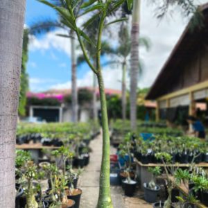 2107 10 Anaconda Semente