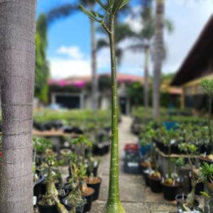 2107 9 Anaconda Semente